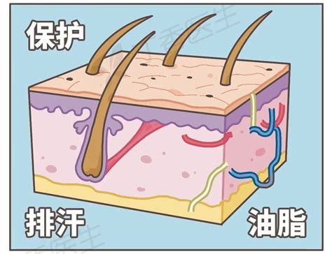 特別粗的毛|为啥你身上会长几根特别长的毛？